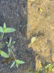 Lindernia anagallidea