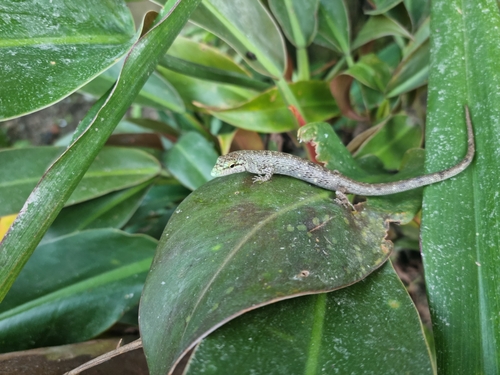 Prasinohaema prehensicauda observed 2022-10-04