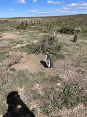 Spheniscus magellanicus