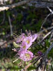 Phyllodoce breweri