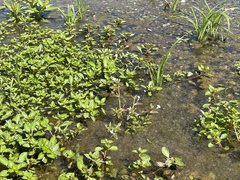 Lindernia anagallidea