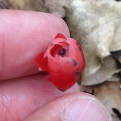 Monotropa coccinea