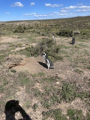 Spheniscus magellanicus