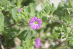 Calibrachoa parviflora