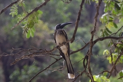 Lophoceros nasutus