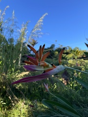 Heliconia psittacorum