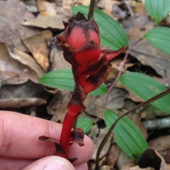Monotropa coccinea