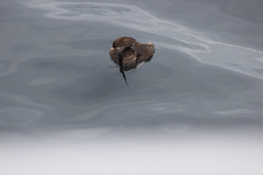 Stercorarius parasiticus