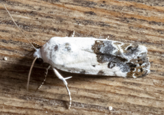 Ponometia phecolisca