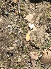 Pierinae