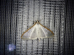 Palpita nigropunctalis