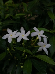 Tabernaemontana divaricata