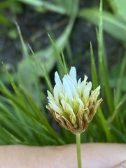 Trifolium longipes