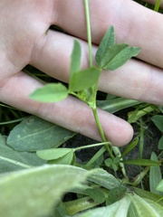 Trifolium longipes