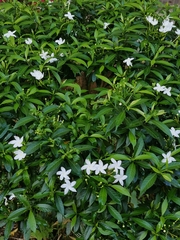 Tabernaemontana divaricata