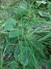 Equisetum pratense