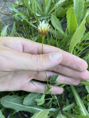Trifolium longipes