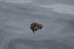 Stercorarius parasiticus