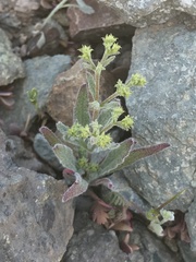 Chorizanthe