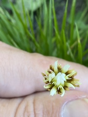 Trifolium longipes
