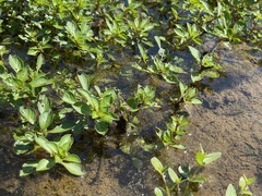 Ludwigia palustris