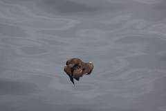 Stercorarius parasiticus