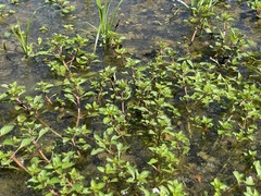 Ludwigia palustris