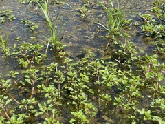 Ludwigia palustris