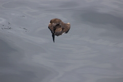 Stercorarius parasiticus