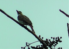 Myiodynastes luteiventris