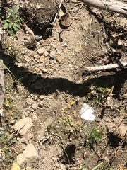 Pierinae