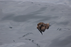 Stercorarius parasiticus