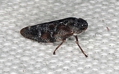Aphrophorinae