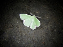 Comibaena procumbaria