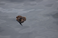 Stercorarius parasiticus