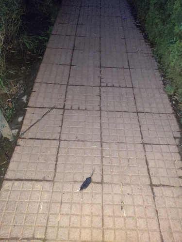 Asian Highland Shrew