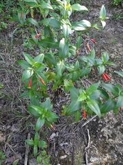 Lisianthius axillaris