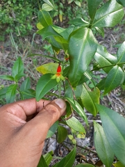 Lisianthius axillaris