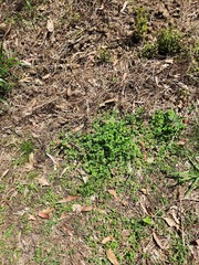 Stellaria apetala