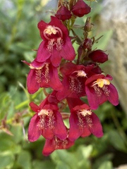 Penstemon newberryi