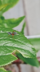 Glabridorsum stokesii