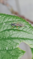 Glabridorsum stokesii