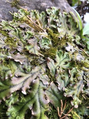 Marchantia polymorpha polymorpha