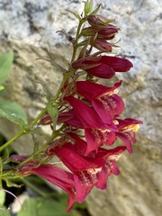 Penstemon newberryi