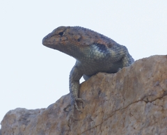 Sceloporus hunsakeri
