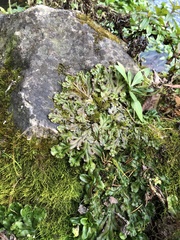 Marchantia polymorpha polymorpha
