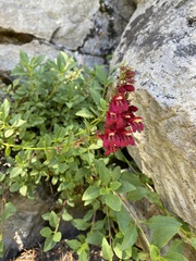 Penstemon newberryi