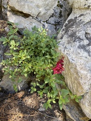 Penstemon newberryi