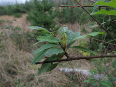 Prunus emarginata