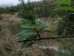 Prunus emarginata